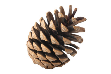 A detailed close-up of a single, isolated pine cone against a transparent background. background removed