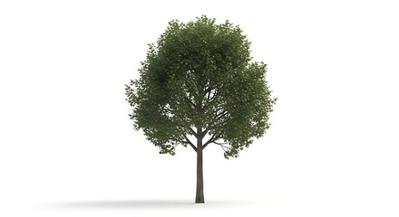 A full, isolated, vibrant green tree stands boldly against a pure white background.