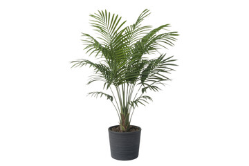 Artificial potted palm tree, isolated on transparent background,  realistic 3D rendering. background removed
