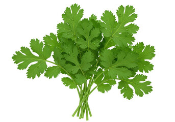 Isolated bunch of fresh cilantro, culinary herb with round, scalloped leaves and droplets