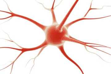 3D rendering of a neuron, showcasing its soma and intricate network of dendrites and axons. background removed