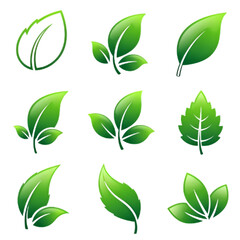 Naklejka premium Collection of Various Green Leaves 1.