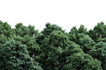 Lush green forest canopy against a clear sky, vibrant nature scene perfect for environmental and travel projects, reflecting tranquility and natural beauty