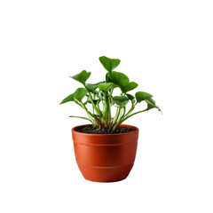 Fototapeta premium green plant in a pot on a transparent background.