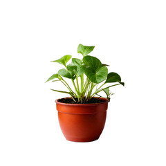 Obraz premium green plant in a pot on a transparent background.