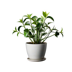Fototapeta premium Lush green indoor plant thriving in a white pot on a transparent background 