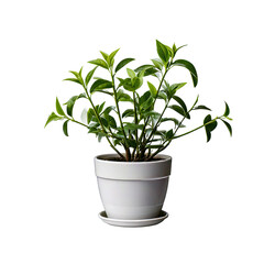  Lush green indoor plant thriving in a white pot on a transparent background 
