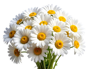 Fototapeta premium Hyper-realistic 8K PNG of a cluster of fresh white daisies with yellow centers, angle 228418