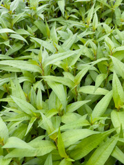 Obraz premium Relaxing view of natural greenery of tropical foliage plant