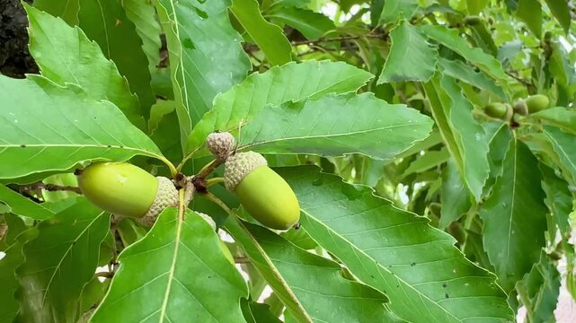日本の秋の映像　木に実ったばかりの緑色のドングリ　クローズアップショット