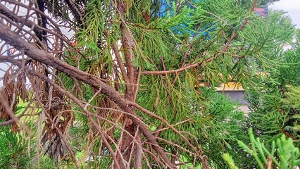 Root tree, obsolete tree