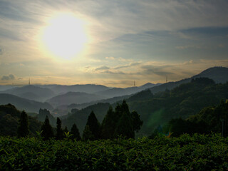 京都のお茶の一大産地・和束町にて朝日を浴びる石寺の茶畑