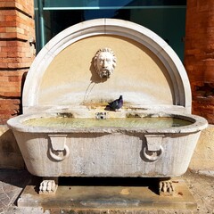 Old fountain with pigeons in the city of Bologna, Italy