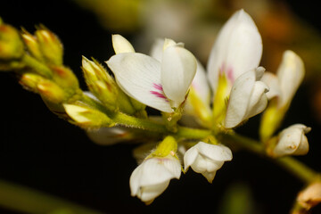 Delicate white and pink flowers bloom with intricate detail on a dark background