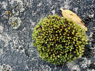 moss on stone macro view 