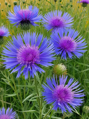 Cornflowers (Centaurea jacea)