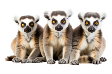 PNG Madagascar wildlife animal mammal monkey.