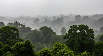 A misty rainforest landscape shrouded in rain, showcasing a dense canopy of lush green trees.
