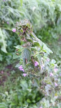 A close-up view of a wild Henbit dead-nettle plant, Lamium amplexicaule, showing its delicate purple flowers blooming in a lush green field