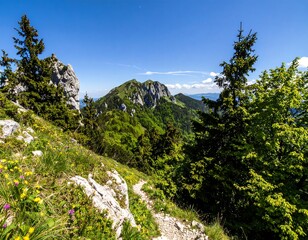 Mountain vista with wildflowers