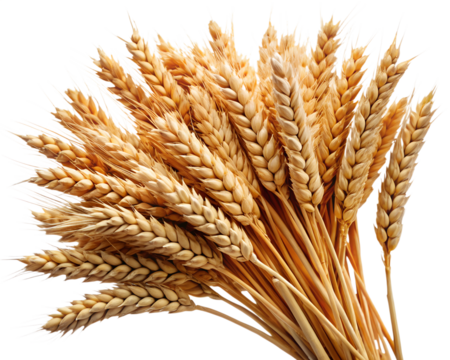 Golden wheat stalks bunch close up isolated on transparent background golden