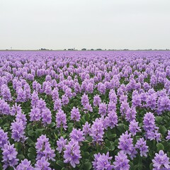 A field of purple flowers stretches to the horizon under a cloudy sky landscape