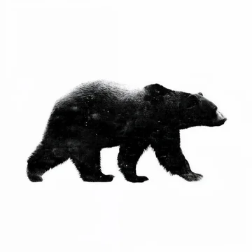 Dark and textural bear silhouette walking on a stark white background