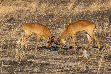Male puku fighting in Kafue National Park, Zambia © IrenaB