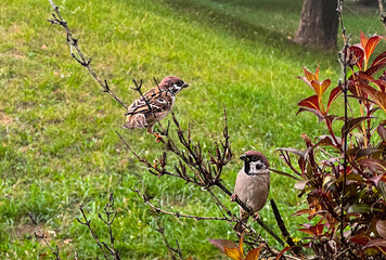 Two sparrows perched on branches in a garden with green grass background. Close-up wildlife photography in natural environment.