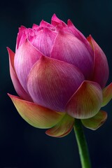 Stunning close-up of a vibrant pink lotus flower in full bloom, showcasing its intricate petals and natural beauty against a dark green background, perfect for nature and floral enthusiasts