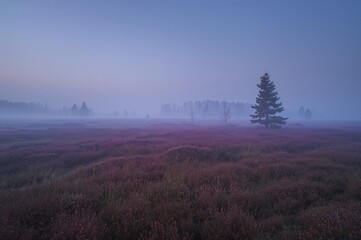 Nebel über violetter Heide bei Morgenlicht mit einzelner Kiefer in Landschaft