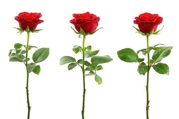 Obraz premium Three Red Roses With Water Droplets On Black Background