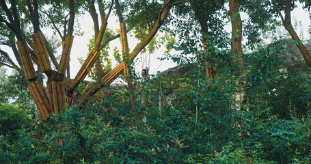 Giant Panda Sleep At Tree Top. Bear Or Simply, Is Bear Species Endemic To China. Panda Diplomacy....