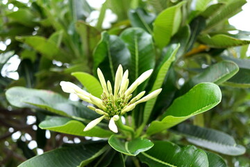 Young white flowers Frangipani or plumeria on bunch above green leaves on tree in Thailand.