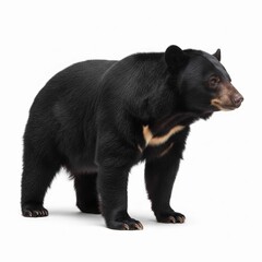 Fototapeta premium brown bear isolated on white background