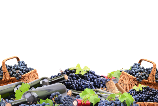 Bottled grape wine and grapes in a basket on a white background isolated