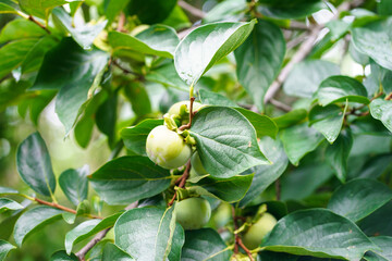 Hanging on a tree branch are several beautiful green unripe persimmon fruits with large leaves with clear, numerous veins. Orchard in summer