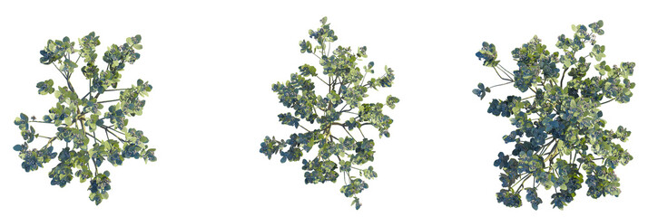 Calotropis Procera Tree plan top view cutout transparent