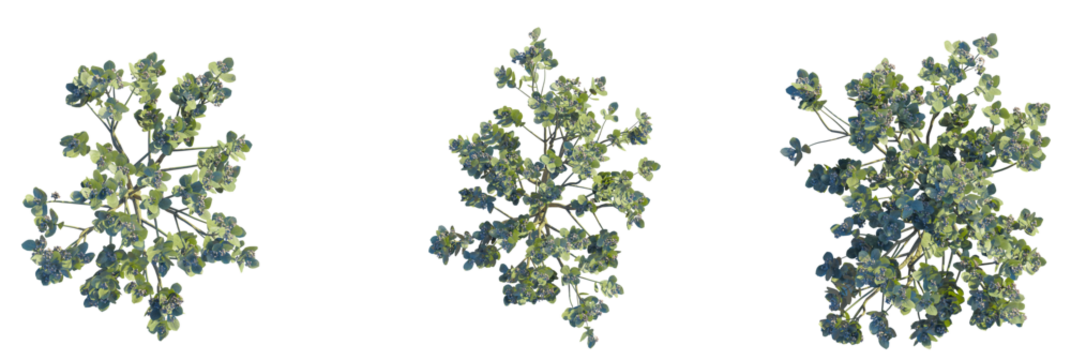 Calotropis Procera Tree plan top view cutout transparent - Powered by Adobe