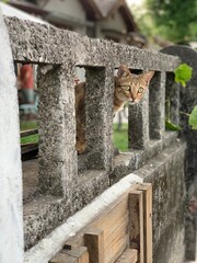 cat on the wall