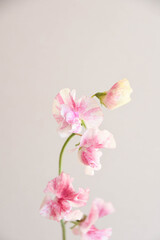 Fototapeta premium ピンクのスイートピー