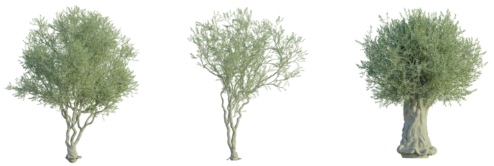 Olive Tree 4k cutout transparent background
