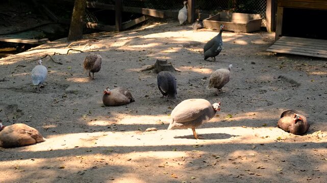 Guinea fowl on a farm in summer. Selective focus.