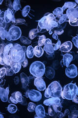 Group of Aurelia limbata or brown banded moon jelly jellyfish drifting gracefully in deep blue water of aquarium with blue neon light. Animal, aquatic organism, underwater life, biodiversity