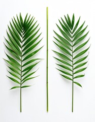 Two vibrant green palm fronds flank a slender, upright stem against a stark white backdrop