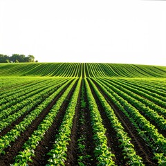 Serene rows of vibrant green crops stretch across a gently sloping farmland under a bright sky, leading to a distant tree line
