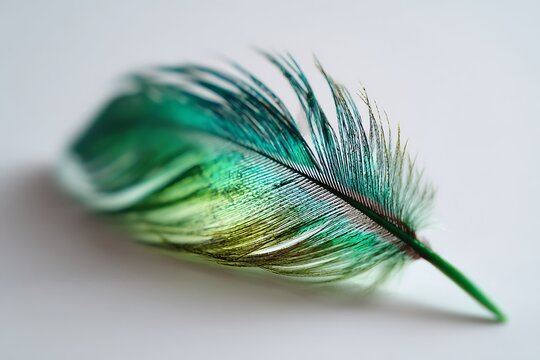 Delicate hummingbird feather showing vibrant emerald sheen under soft lighting against white 