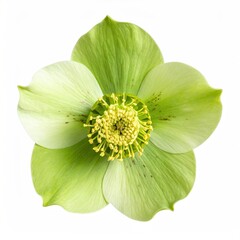 A vibrant, pale-green hellebore blossom, showcasing delicate petals and a central cluster of stamens, isolated on a pure white background