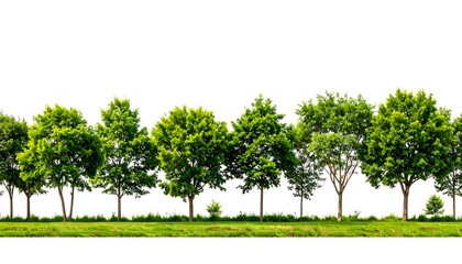 Lush Green Trees Line on Grassy Field, Isolated on White Background