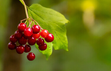 Red viburnum berries on branch